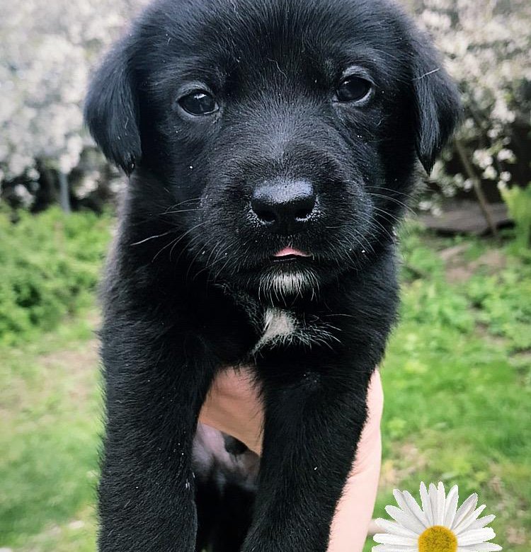 лабрадор ретривер шоколадный. лабрадор ретривер щенок. лабрадор ретривер. щенки лабрадора бесплатно в хорошие руки. щенки лабрадора в добрые руки.