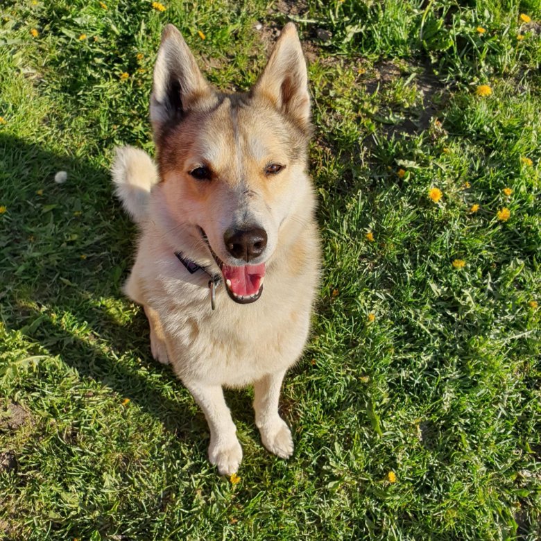 арктический волк екатеринбург зоопарк. метис зсл. санкт петербург лайка. Laika отель спб. бернард и хаски гибрид.