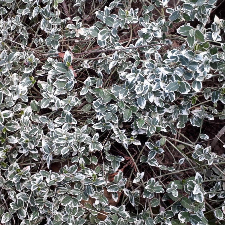 Бересклет форчуна – купить в Троицке, цена 250 руб., дата размещения ...