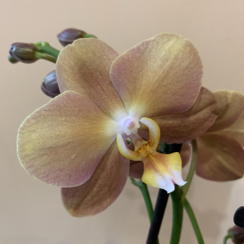 Орхидея фаленопсис монако фото