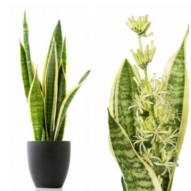 Семена Сансевиерии Купить В Интернет Магазине