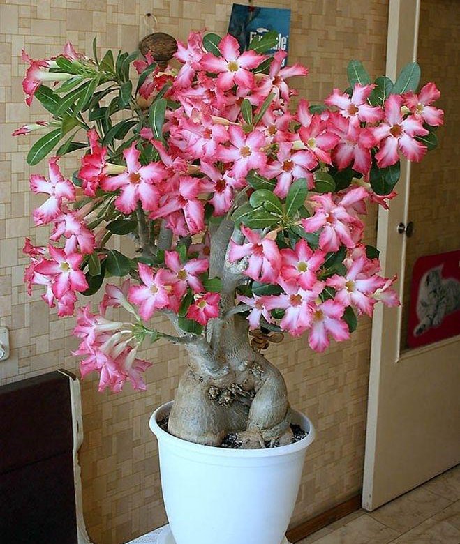 Адениум фото комнатный цветок уход в домашних условиях выращивание из семян
