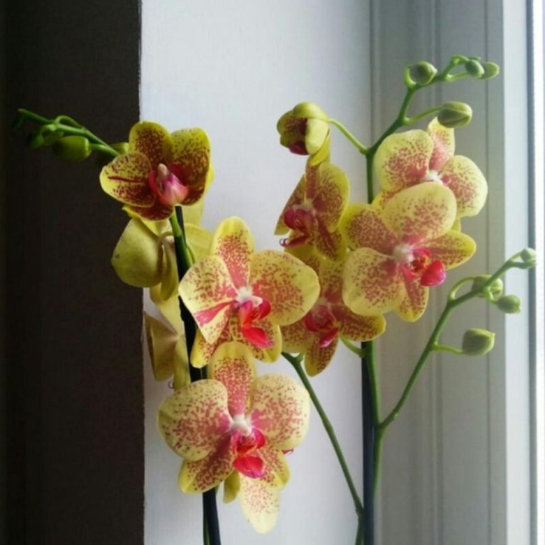 Пульсация орхидея фото и описание