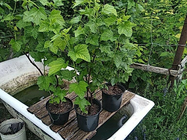 Саженцы чёрной смородины – купить в Бахчисарае, цена 200 руб., дата ...