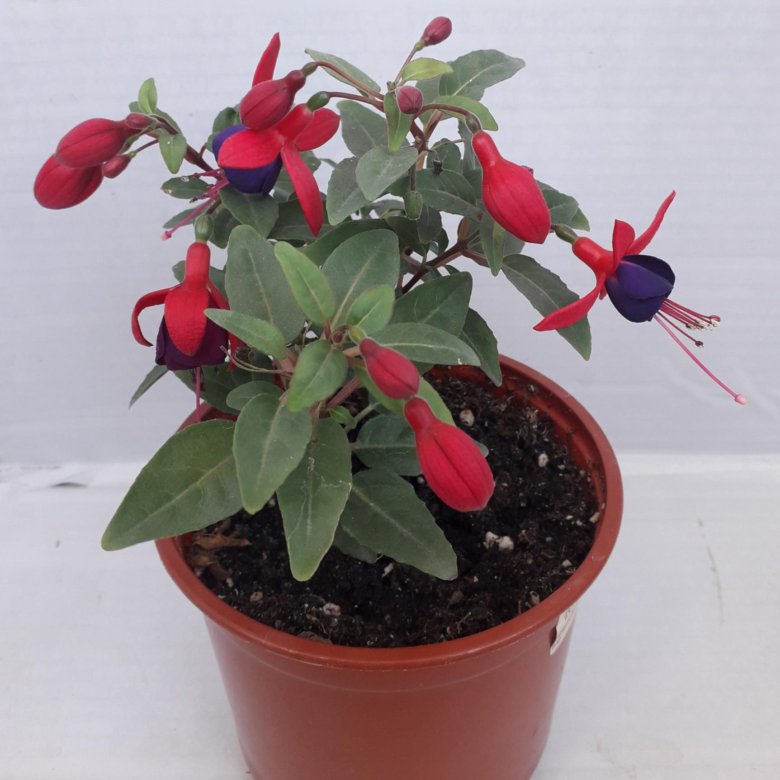 Bella fuchsia soila фуксия фото описание