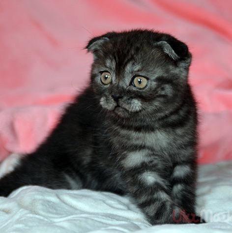 Шотландский черный кот