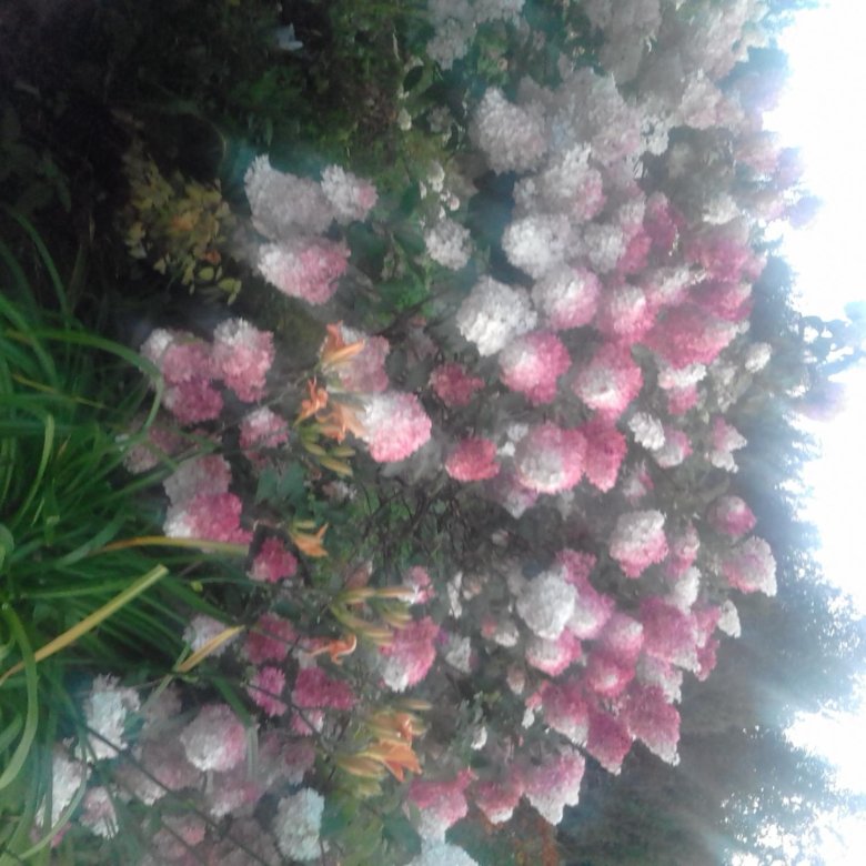 Фрейз Мелба. Гортензия метельчатая – купить в Москве, цена 1 250 руб ...