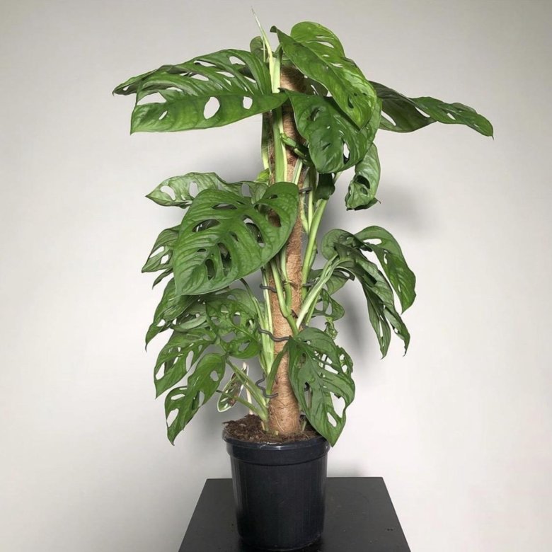 Monstera obliqua в интерьере