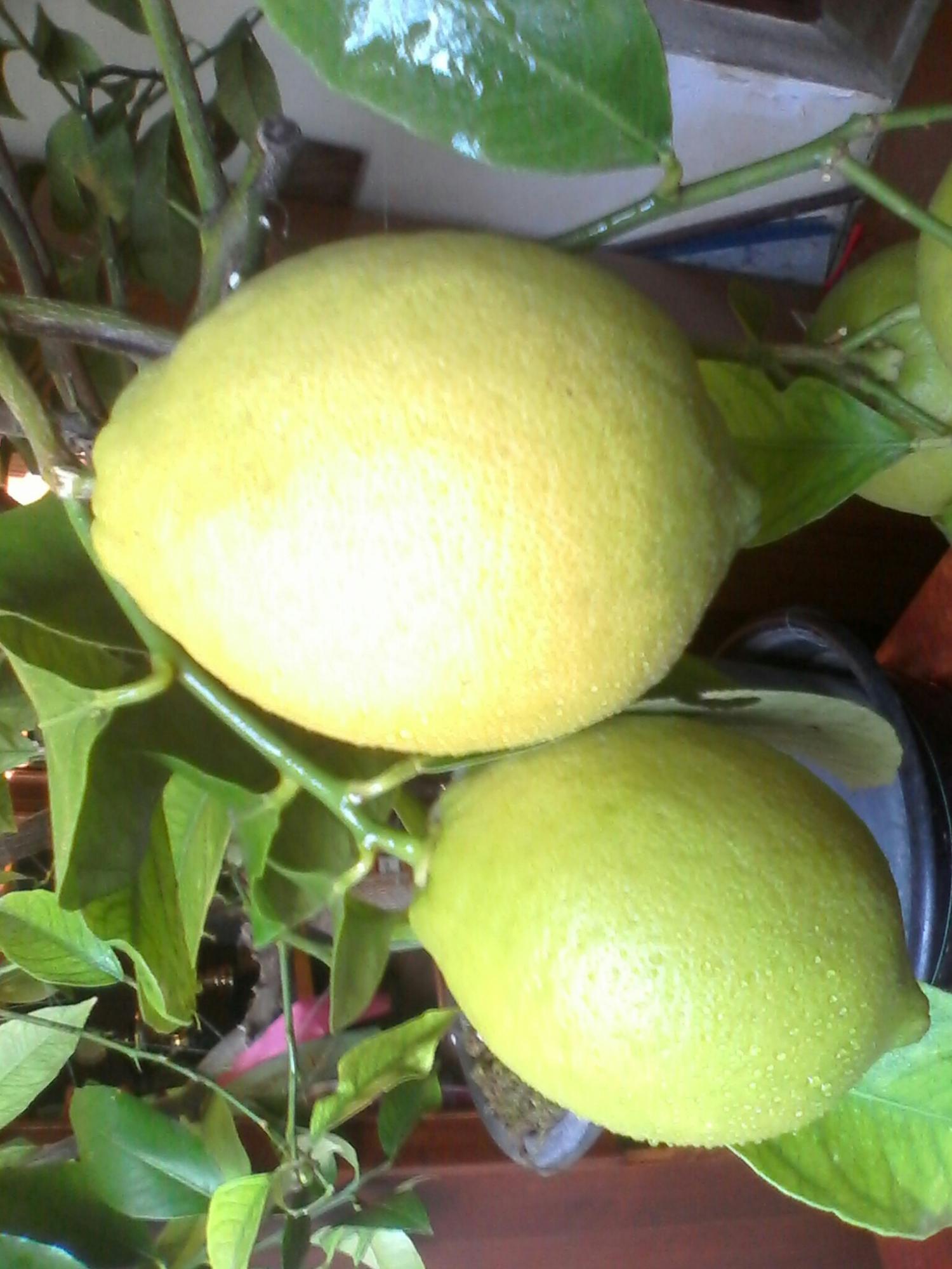 цитрус (комнатное растение) лимон мейера. лимонелла цитрус. привить лимон. плодоносящий лимон. саженец лимона мейера.