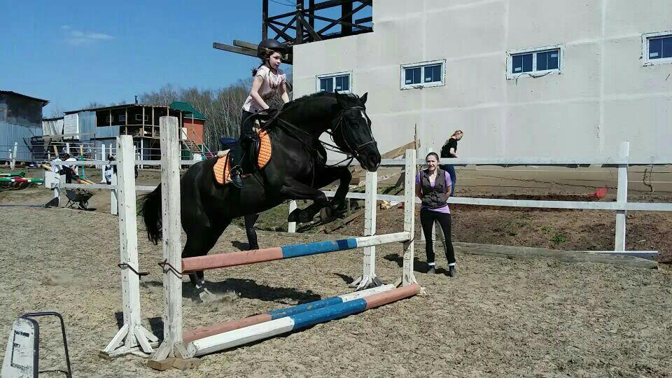 Конный спорт предложение