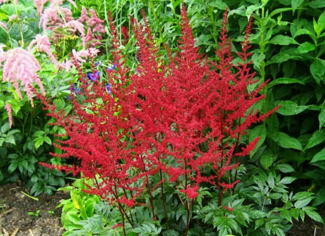 Целозия малиновая. Цветы с красными метелками. Цветы с красными метелками. Астильба арендса 'diamant'. Астильба бургундия розовая.