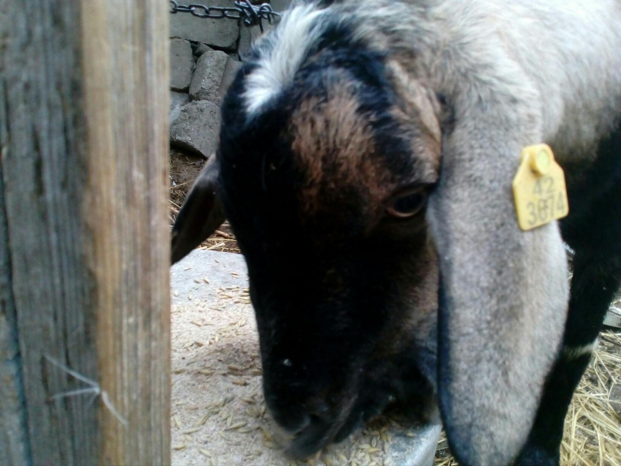Нубийско альпийский козёл продам/обмен - фотография № 2