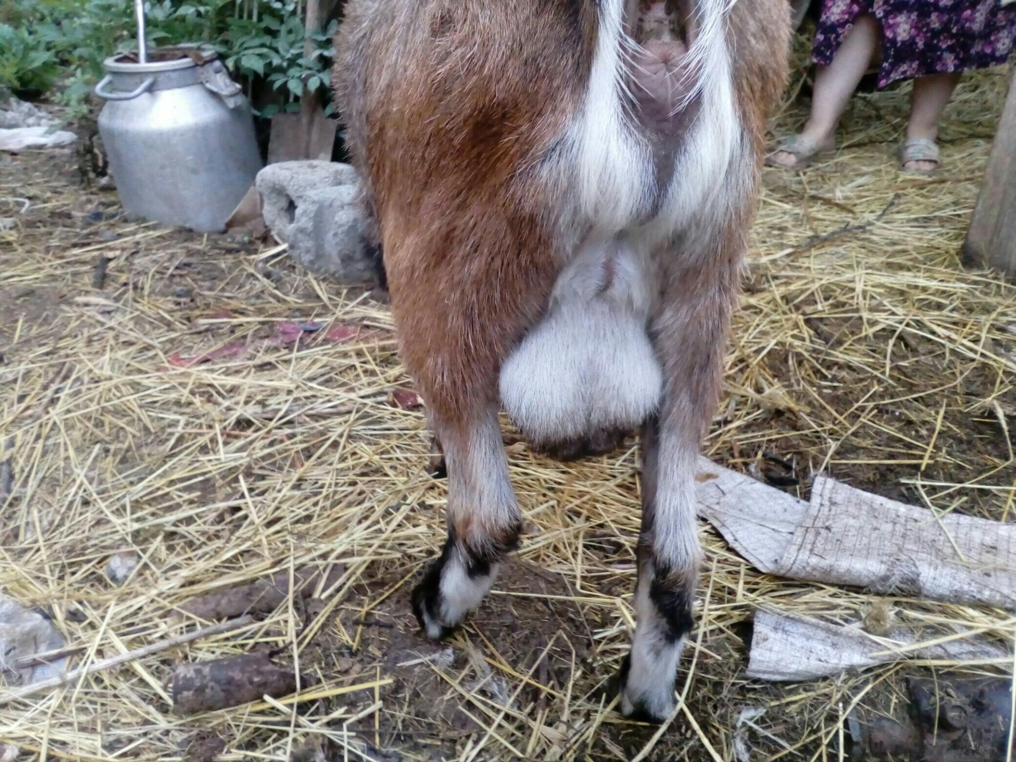 Нубийско альпийский козёл продам/обмен - фотография № 3