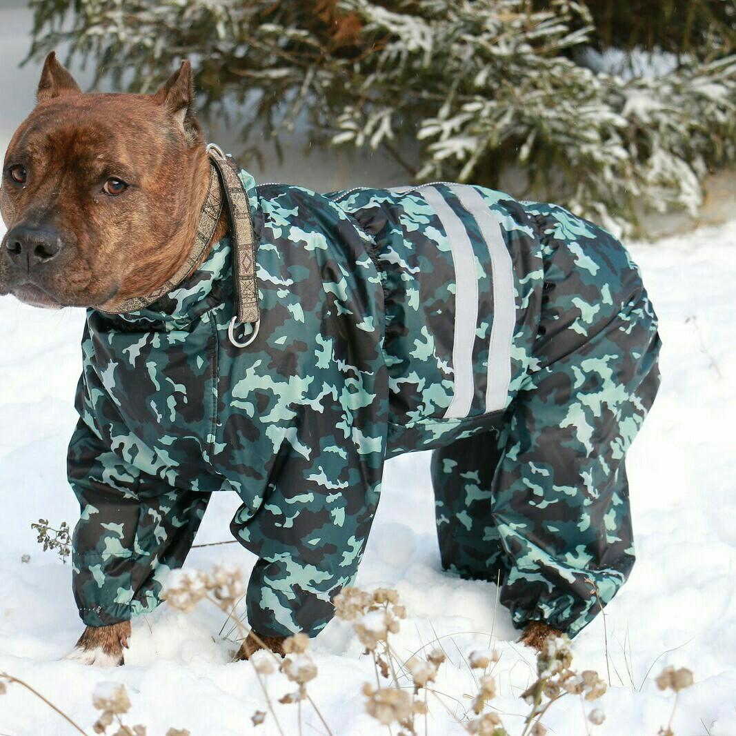 Собака в зимнем комбинезоне