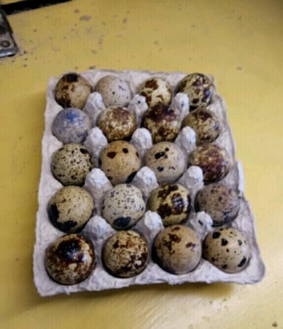 Инкубационное яйцо перепелов - фотография № 3