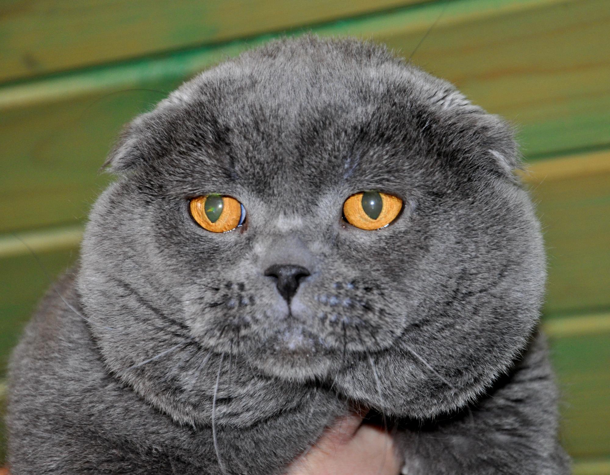 Картезианская кошка британец вислоухий
