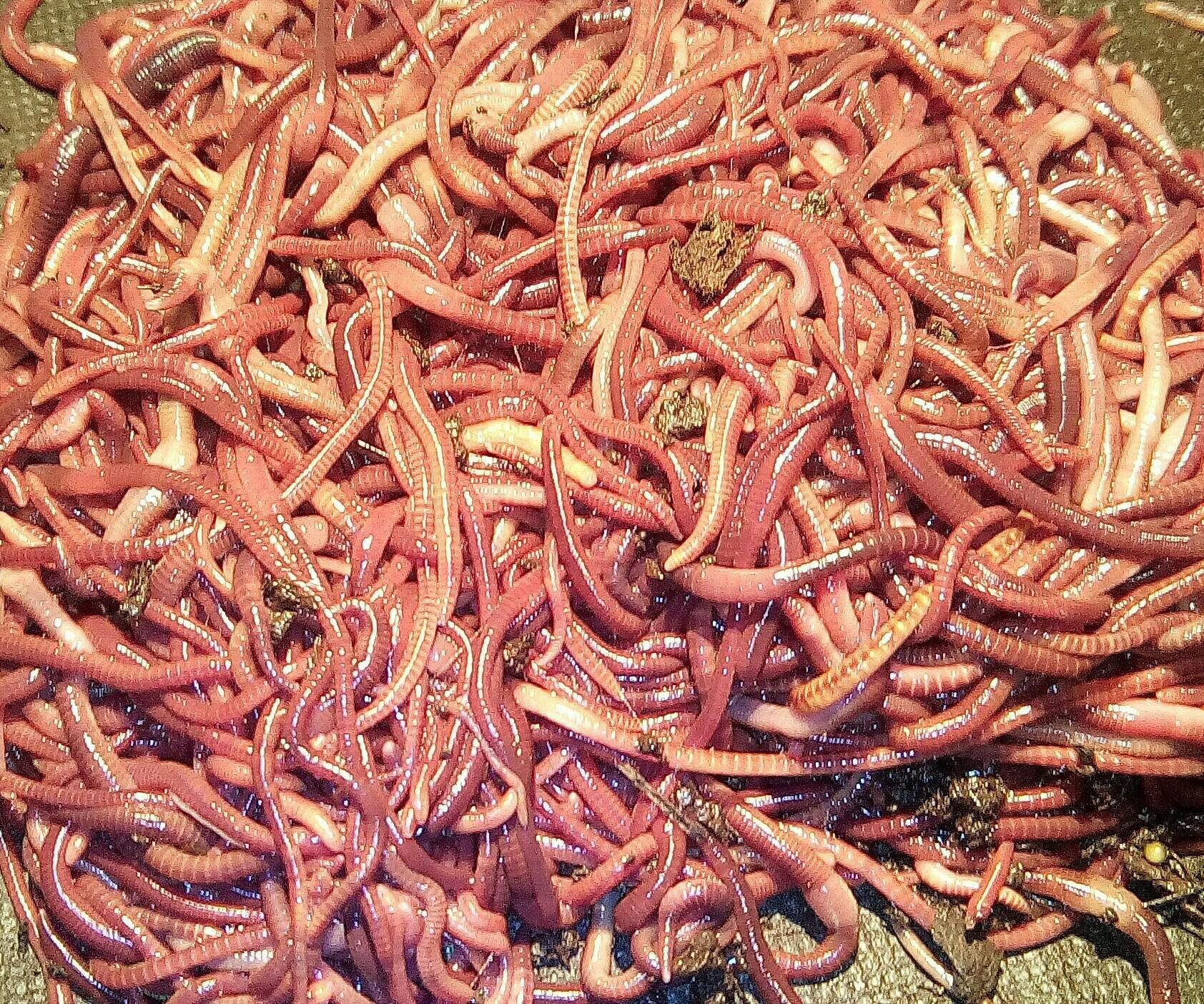 Живые черви купить. Красный калифорнийский червь. Калифорнийский червяк.