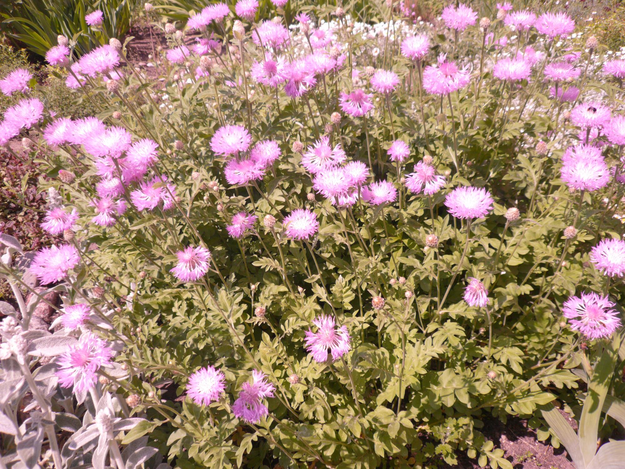 Василек садовый розовый многолетний