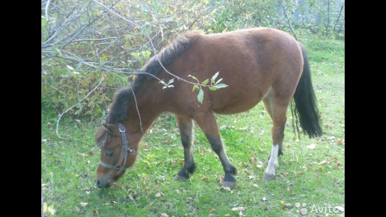 Продам шетлендского пони - фотография № 2