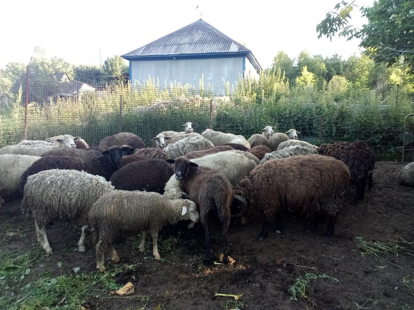 Продам овечек - фотография № 2