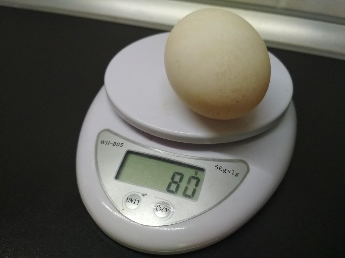 Яйцо утиное инкубационное - фотография № 2
