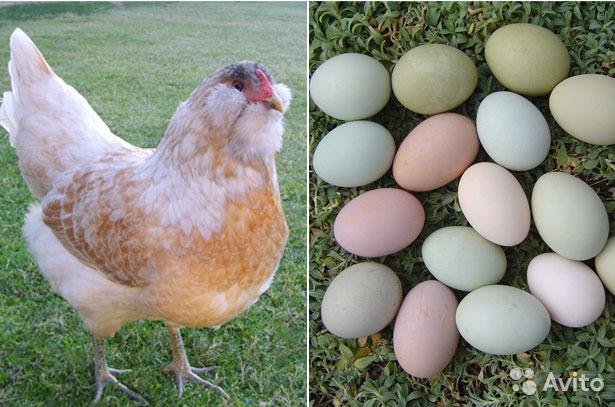 амераукана яйцо цыплята - фотография № 3