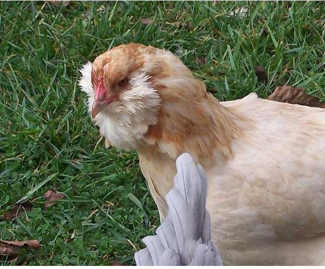 амераукана яйцо цыплята - фотография № 2