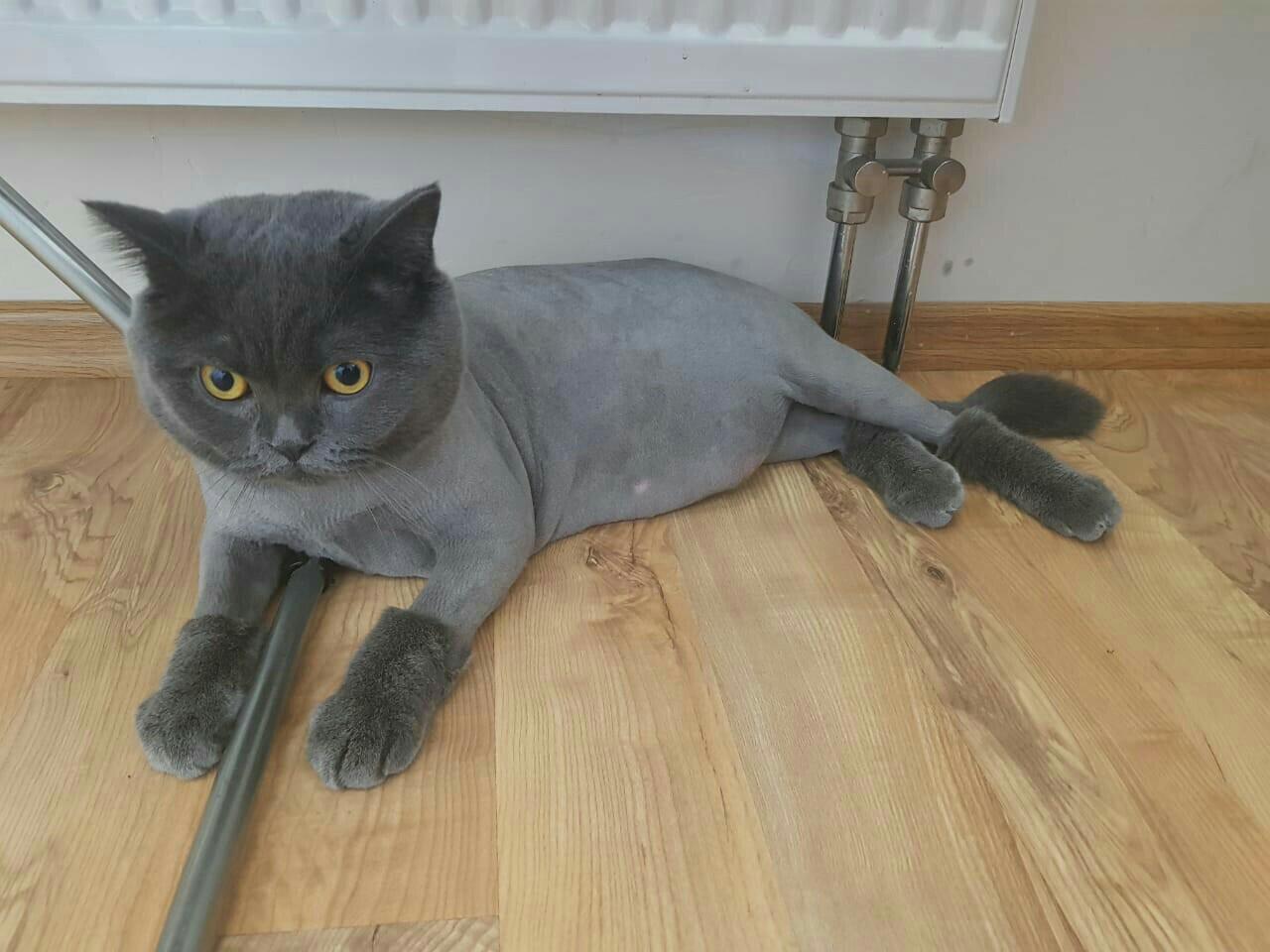 Подстриженный шотландский кот
