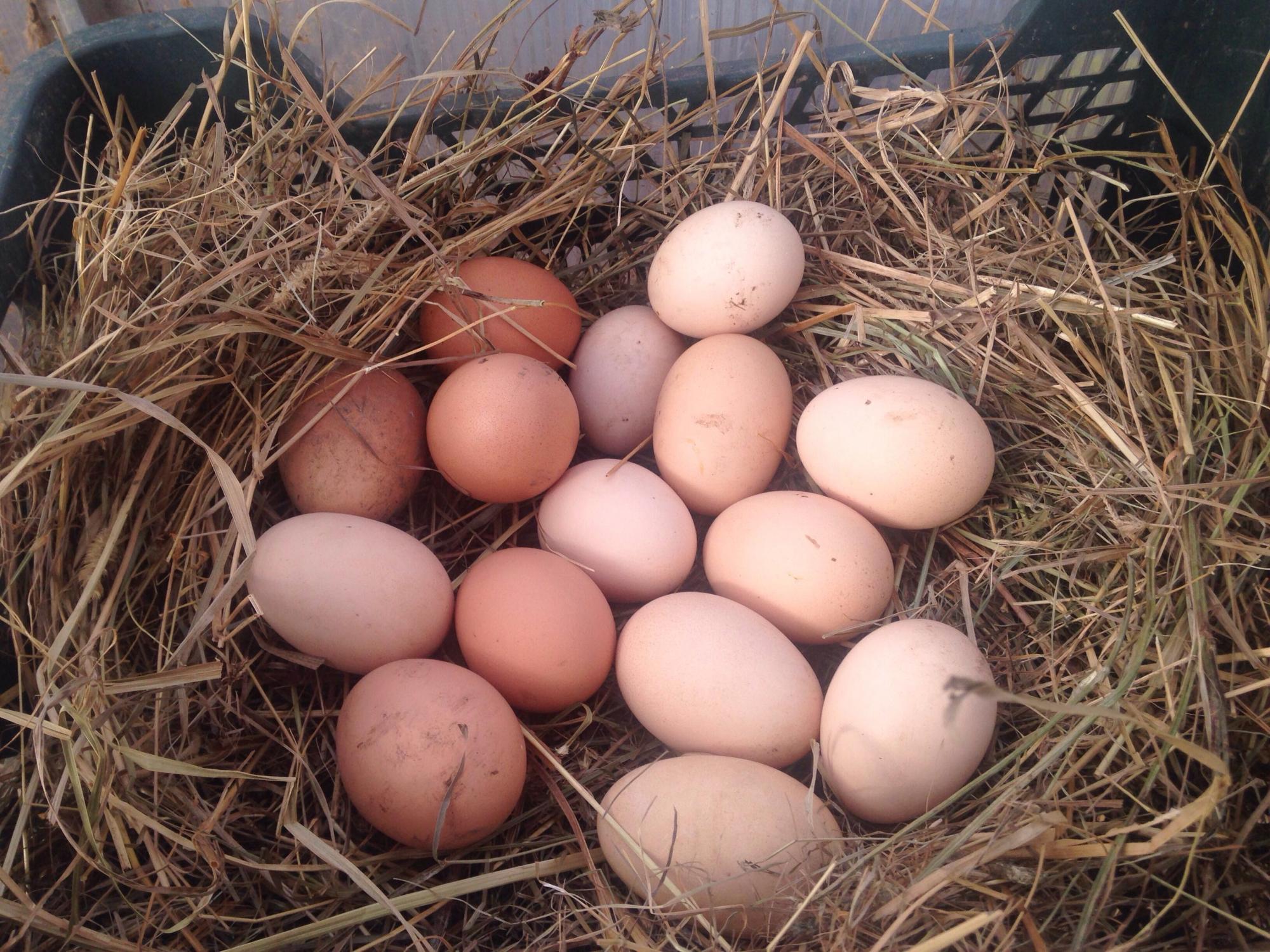 Купить яйцо в белгородской области. Яйцо домашнее куриное. Яйца куриные Деревенские. Продаются домашние яйца. Куры и яйца Деревенские.