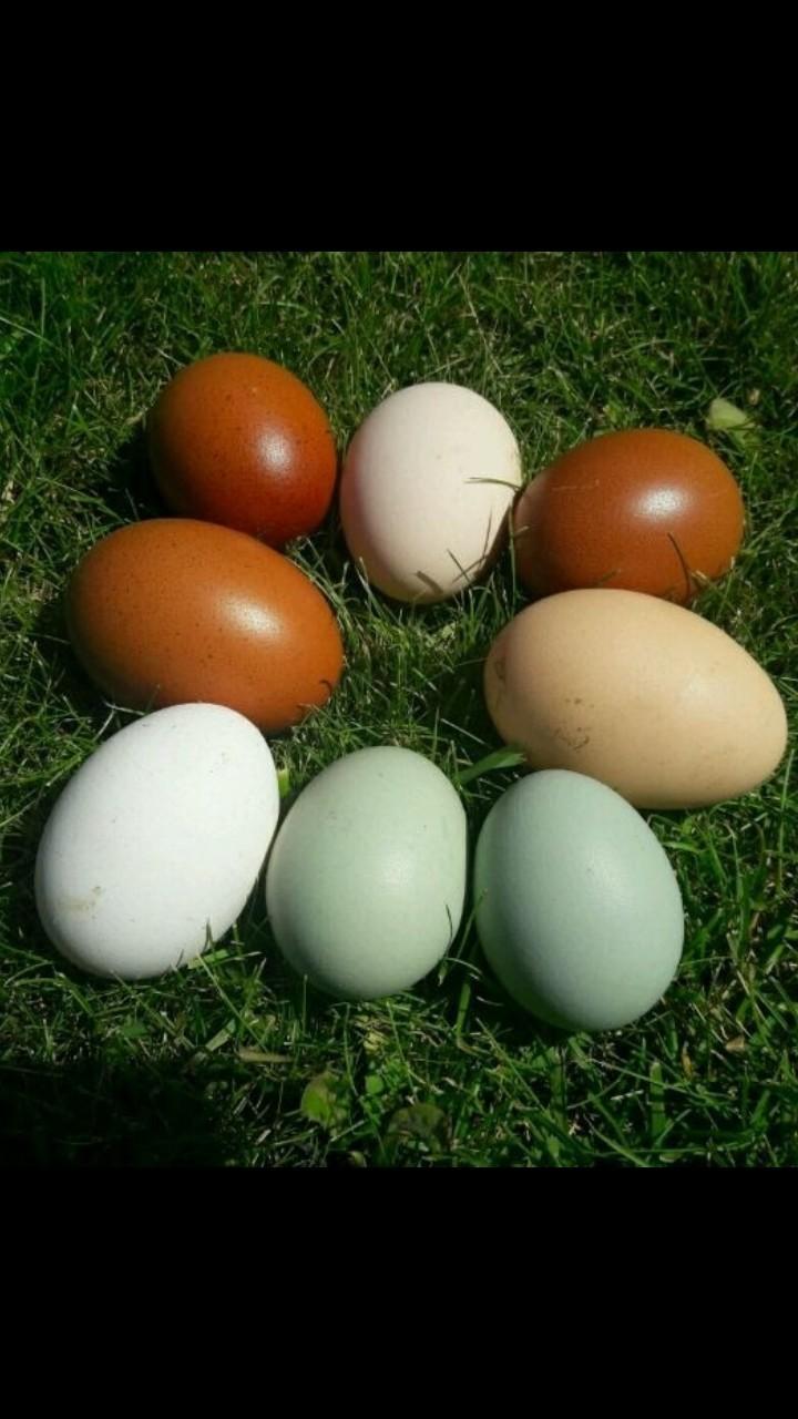 Яйцо инкубационное породистых кур - фотография № 2