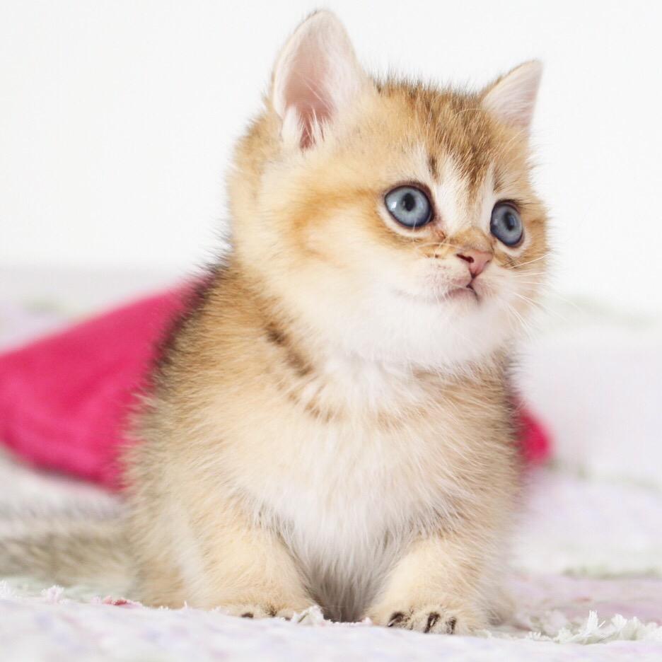 Кошка Золотая Шиншилла Фото Цена
