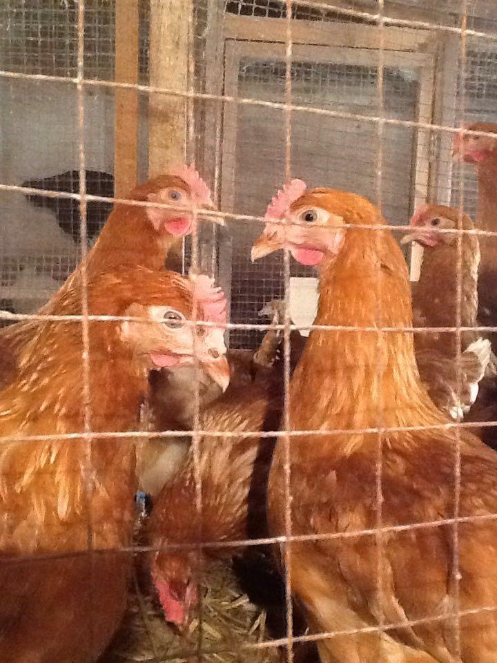 Купить кур челябинская. Куры несушки в Новосибирске. Цыплята Ломан Браун фото. Фото кур молодок на весах. Купить кур несушек в Новосибирске недорого.