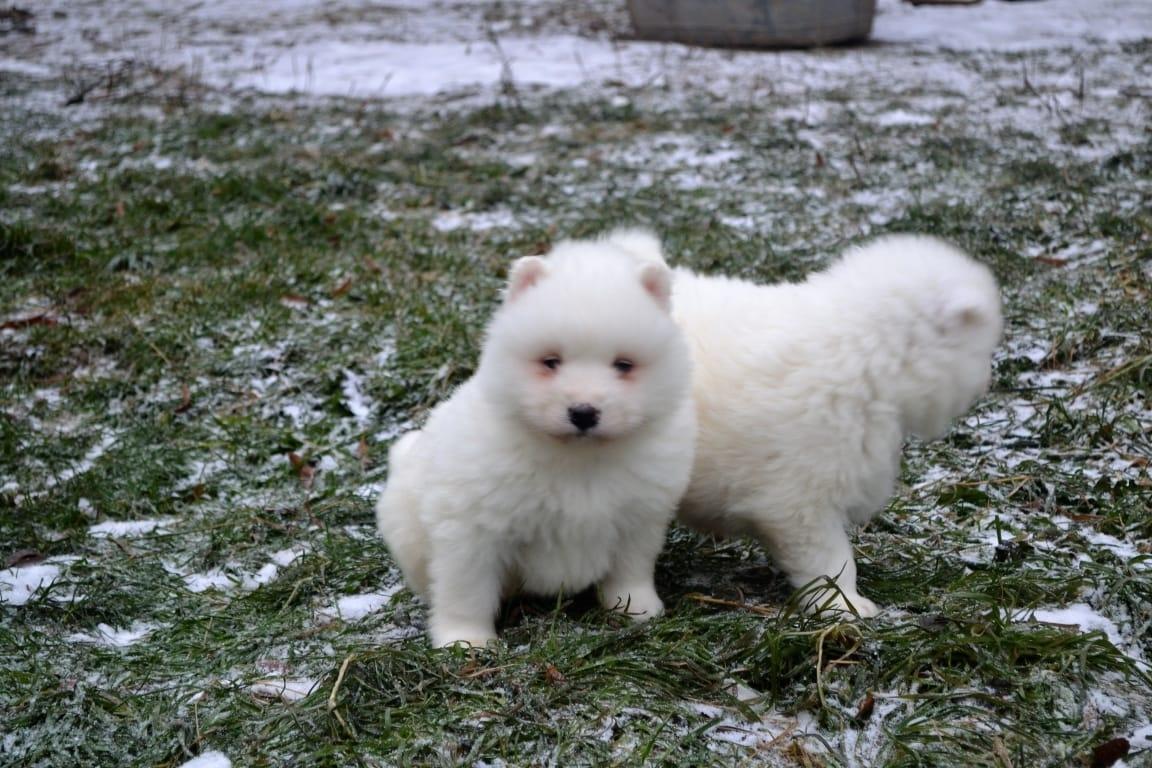 snowbound samoyeds