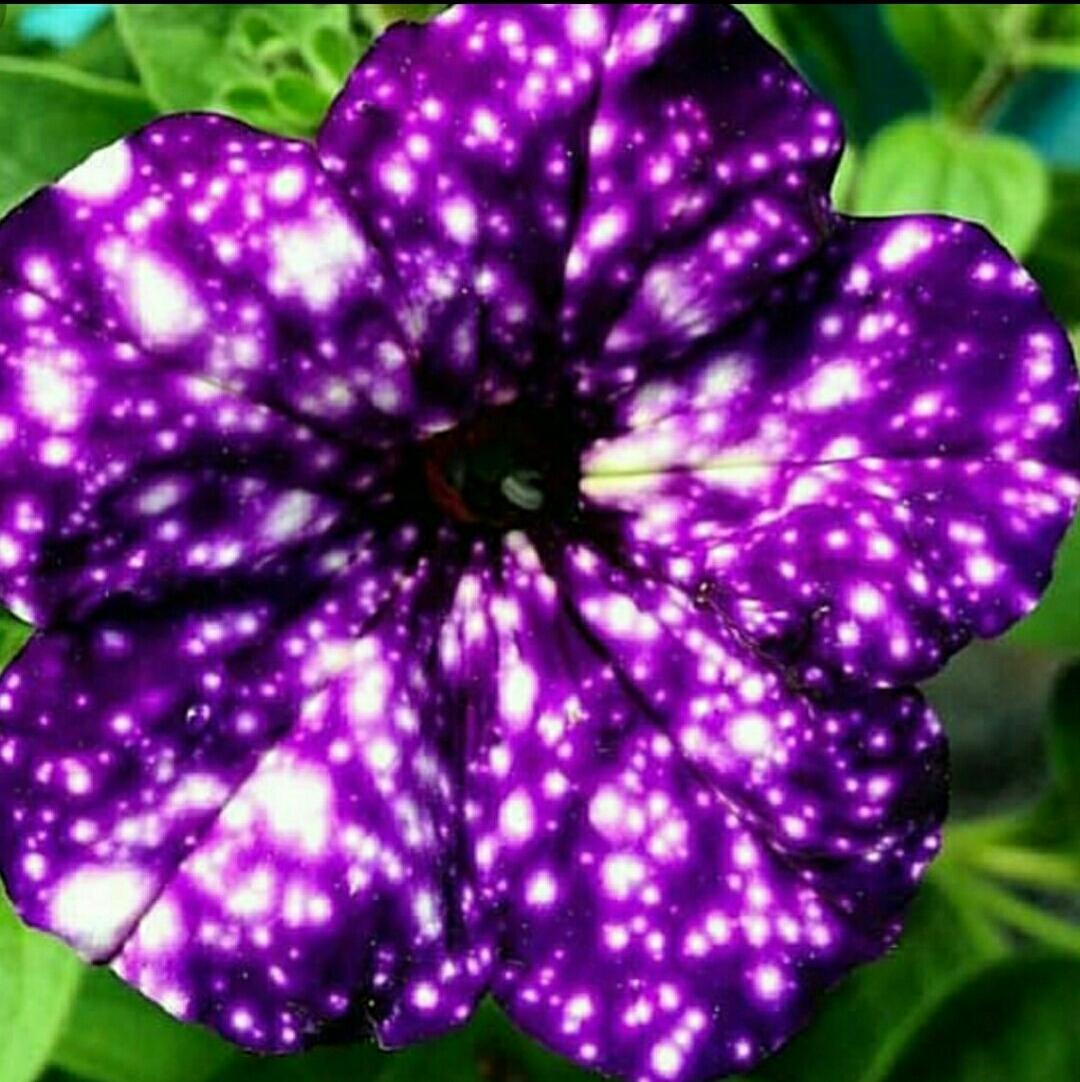 Вегетативная петуния звездное небо фото