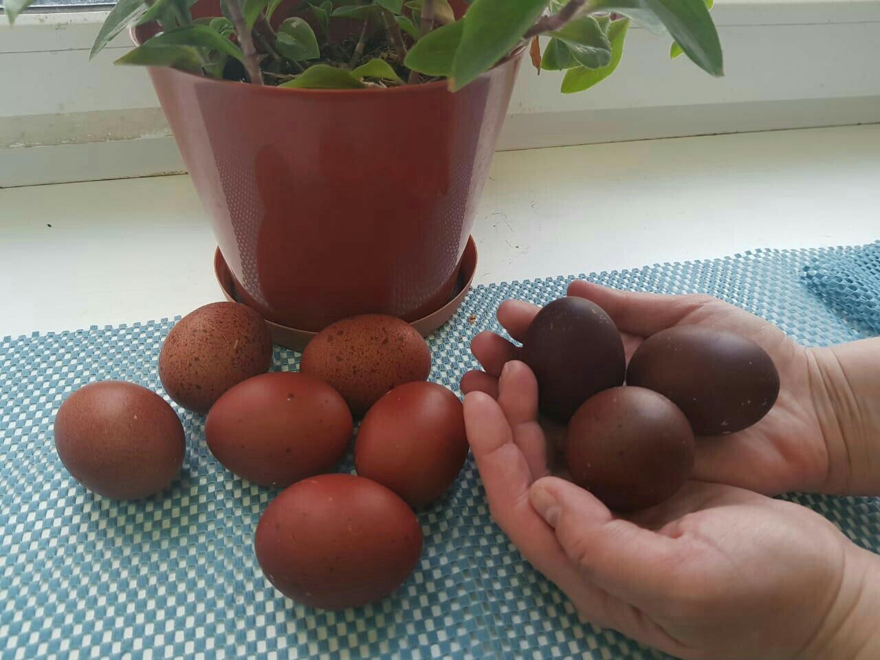 Яйцо марана