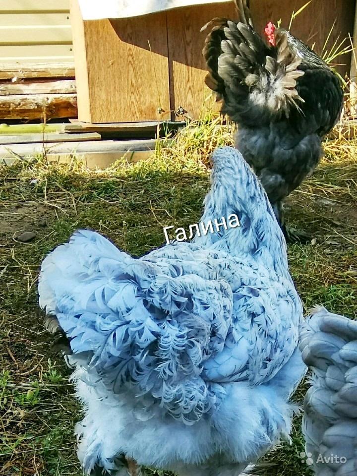 Брама голубая - яйцо инкубационное - фотография № 3