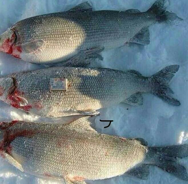 Чира Рыба Фото Цена