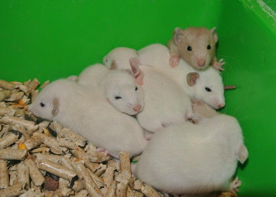 89660000880 Крысы крысята дамбо сиамские в Москве