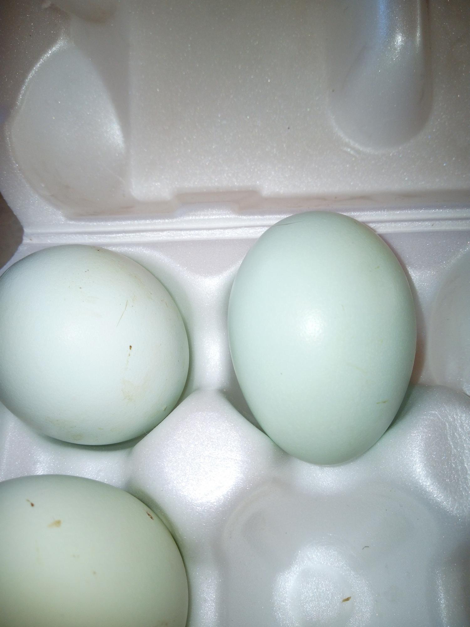 Инкубационное яйцо Легбаров в Зеленограде.