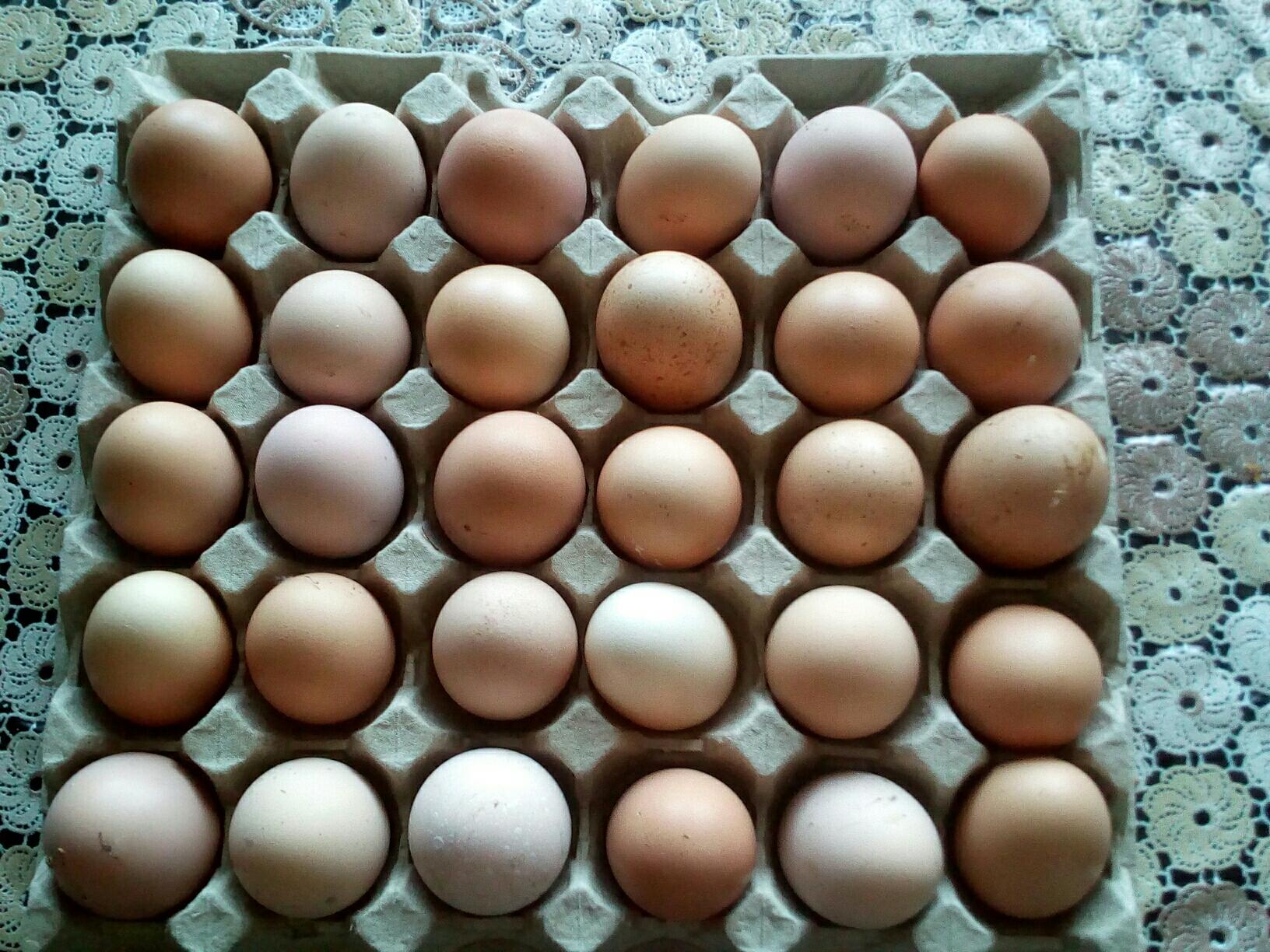 Инкубационное яйцо - фотография № 1