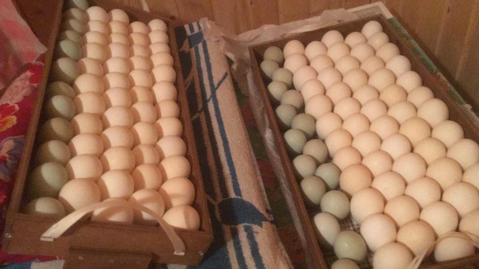 Инкубационное яйцо фото ливенских. Инкубационное яйцо Леггорн купить. Инкубационное яйцо купить. Инкубационное яйцо в Брянской области купить. Купить инкубационное яйцо от производителя