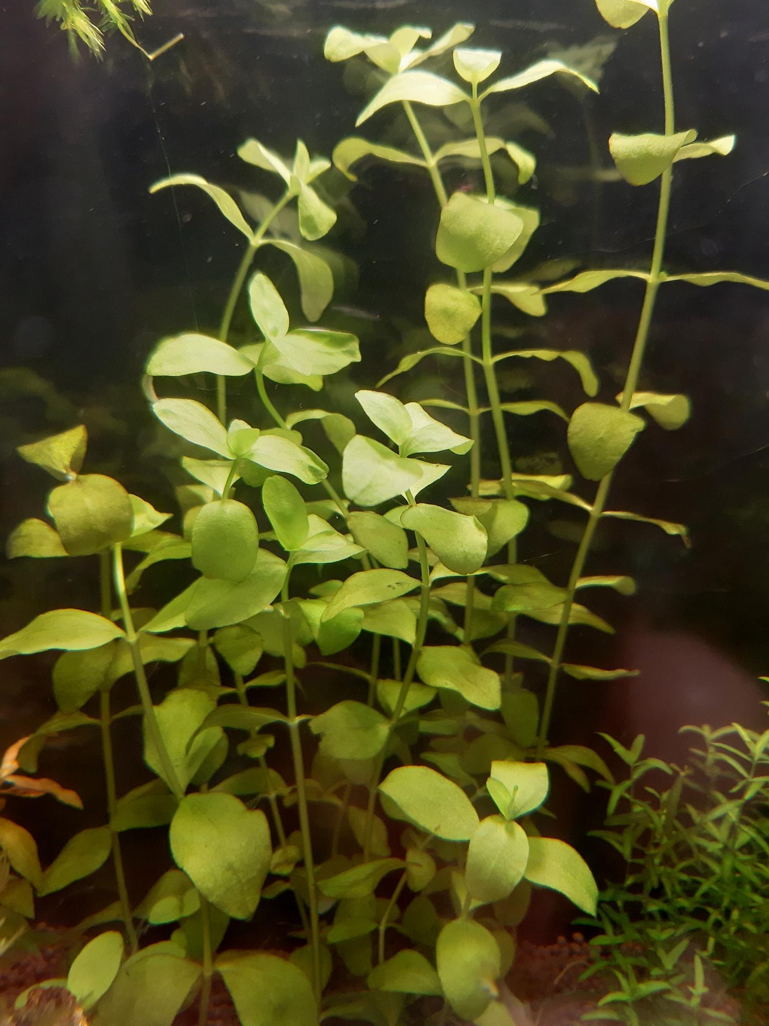 Бакопа каролинская аквариумное растение фото