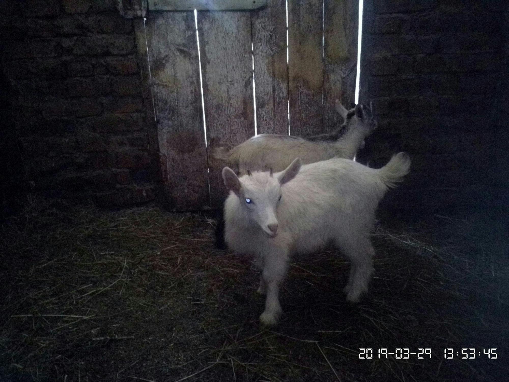 Козлята козы дойные - фотография № 2