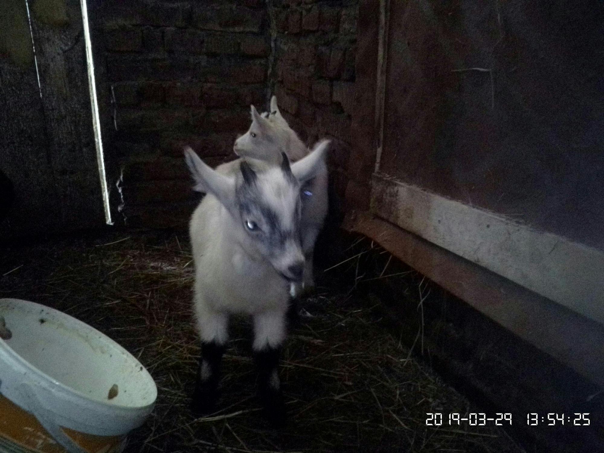 Козлята козы дойные - фотография № 4
