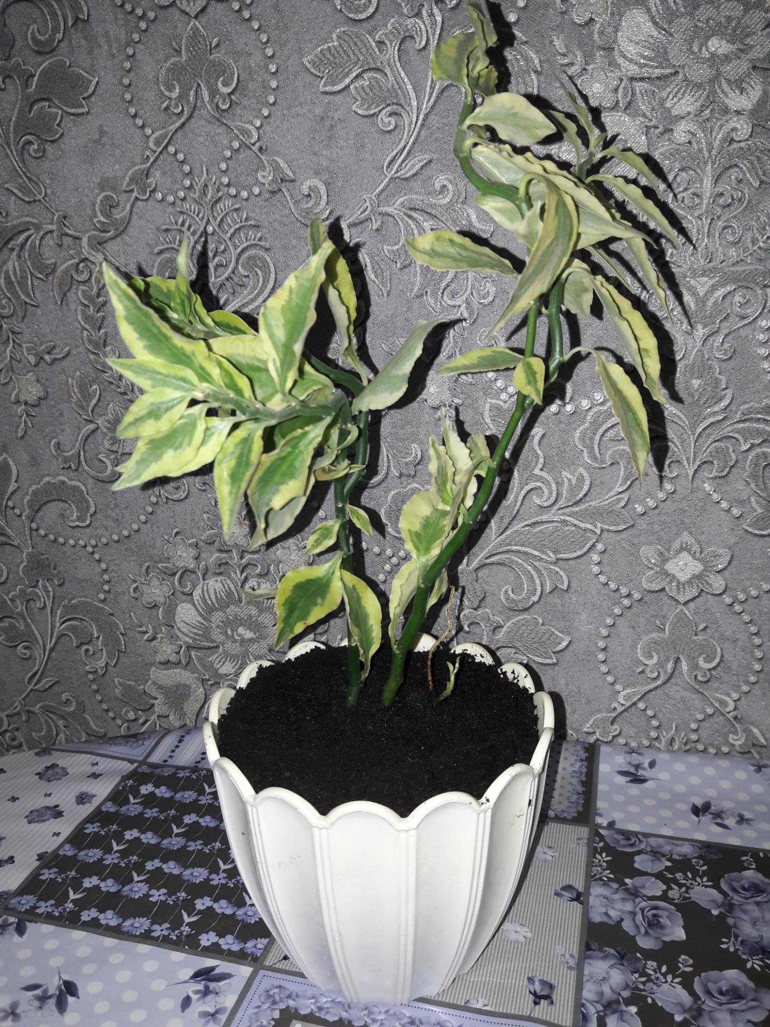 Педилантус цветок комнатный уход в домашних условиях фото приметы