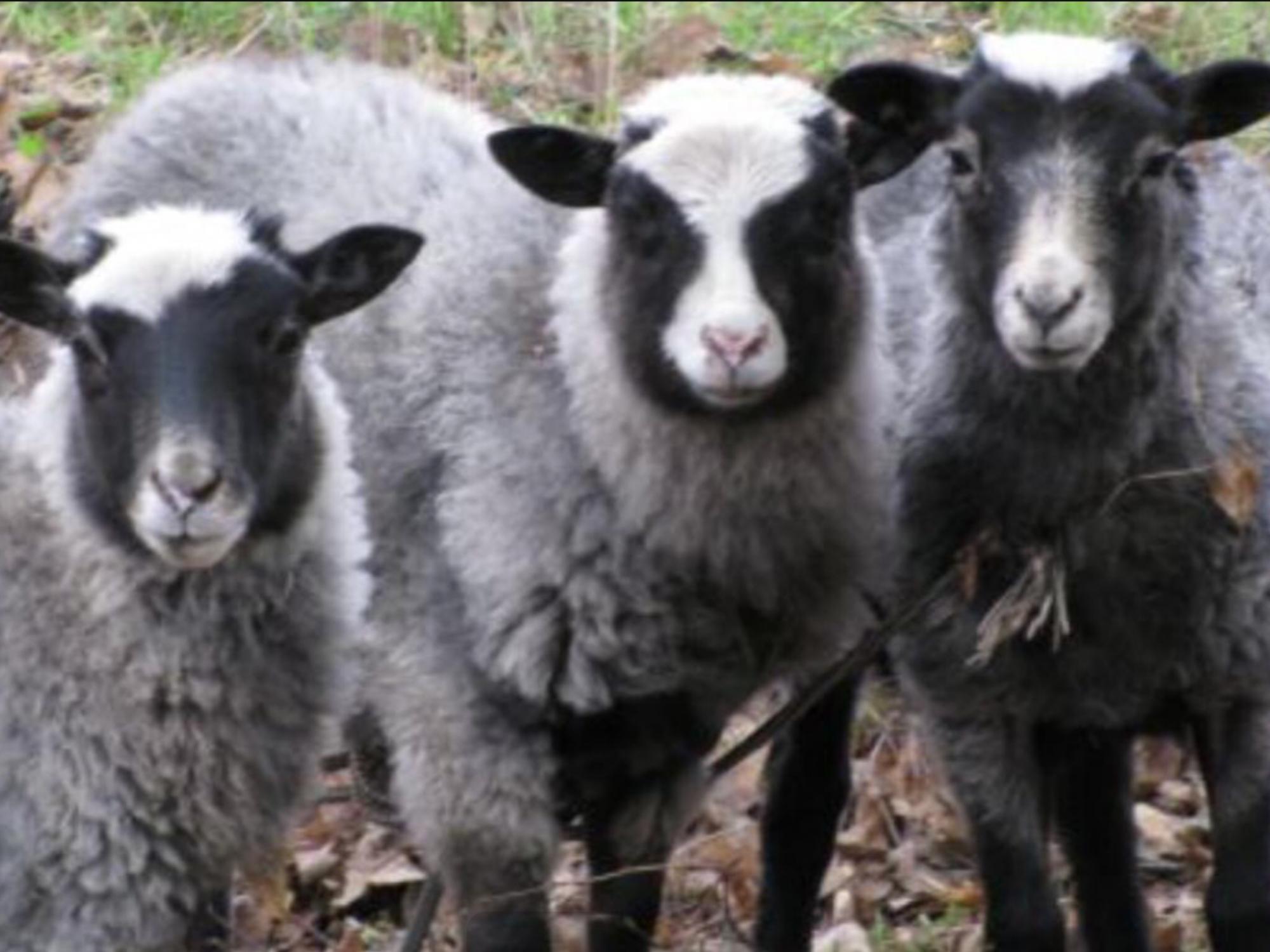 Продам ягнят и овец Романовской породы