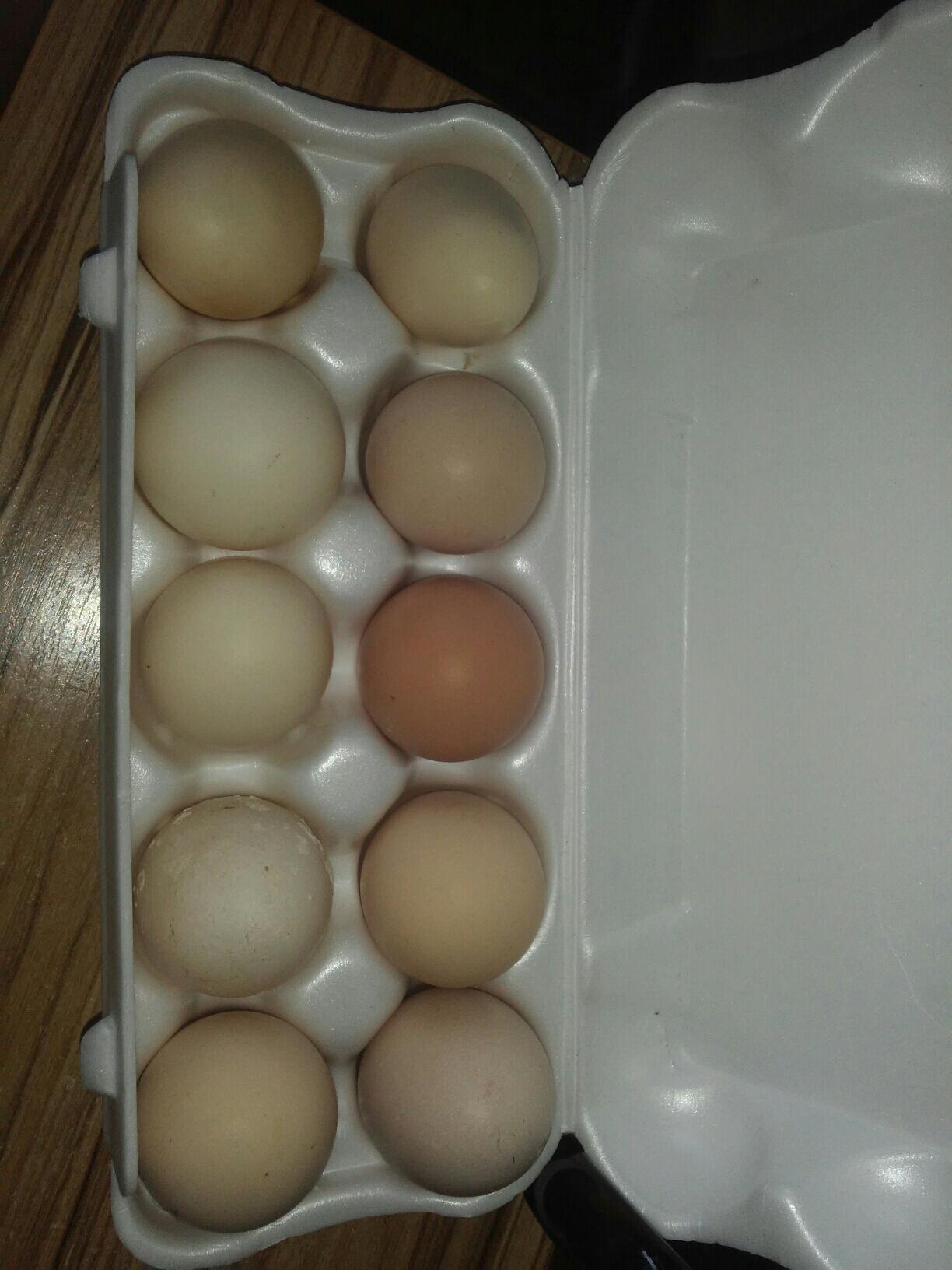 Инкубационные яйца - фотография № 1