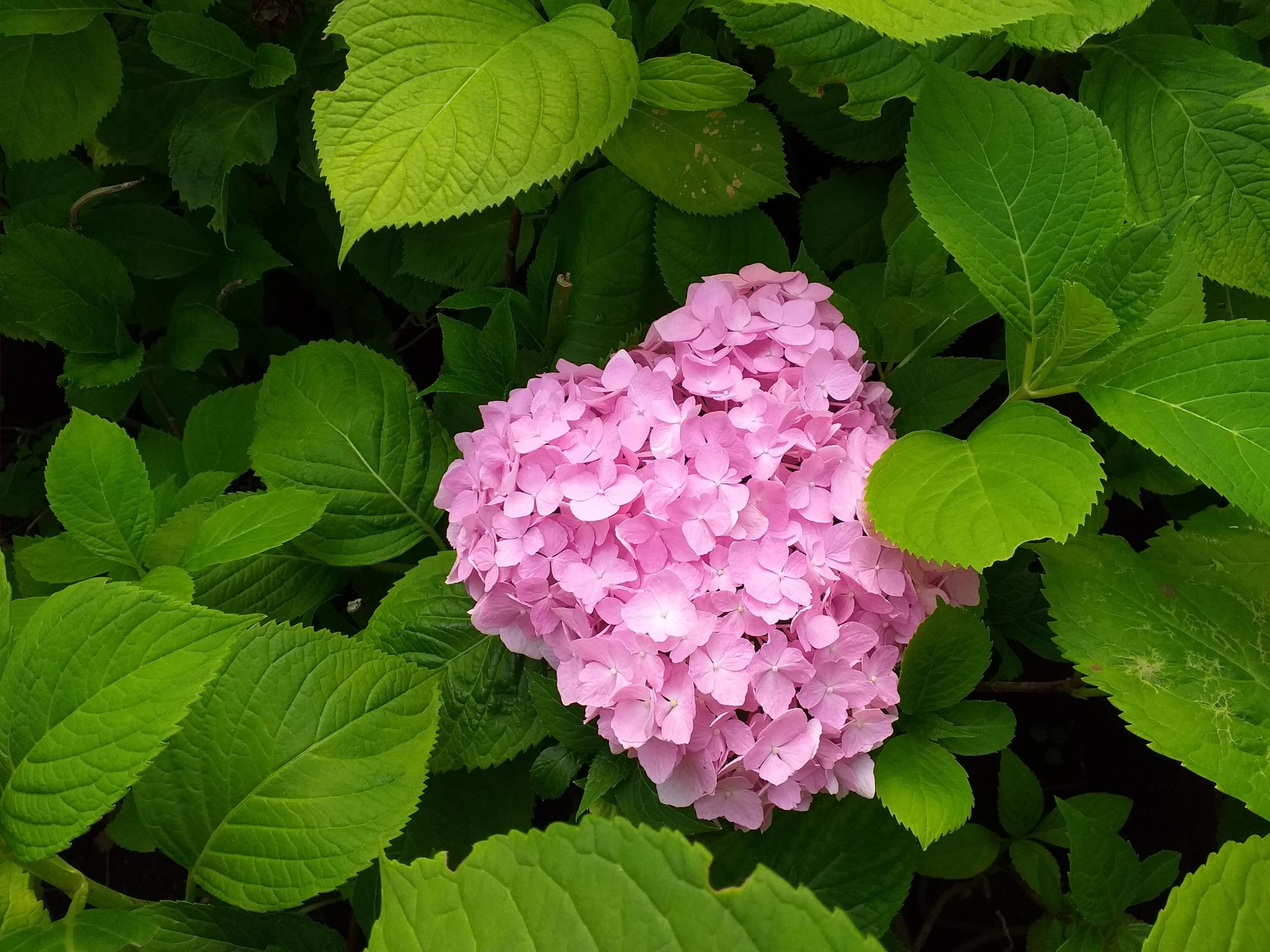 Виды гортензий с фото. Гортензия крупнолистная грандифлора. Гортензия древовидная крупнолистная. Гортензия древовидная грандифлора. Гортензия Садовая.