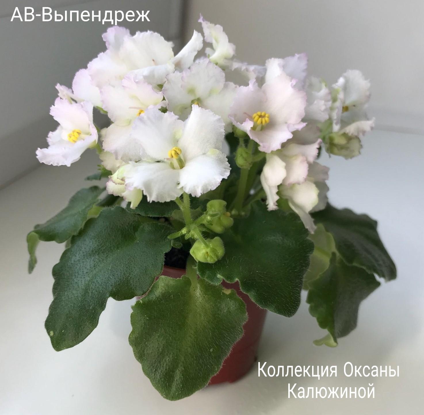 Хевенли герл фиалка