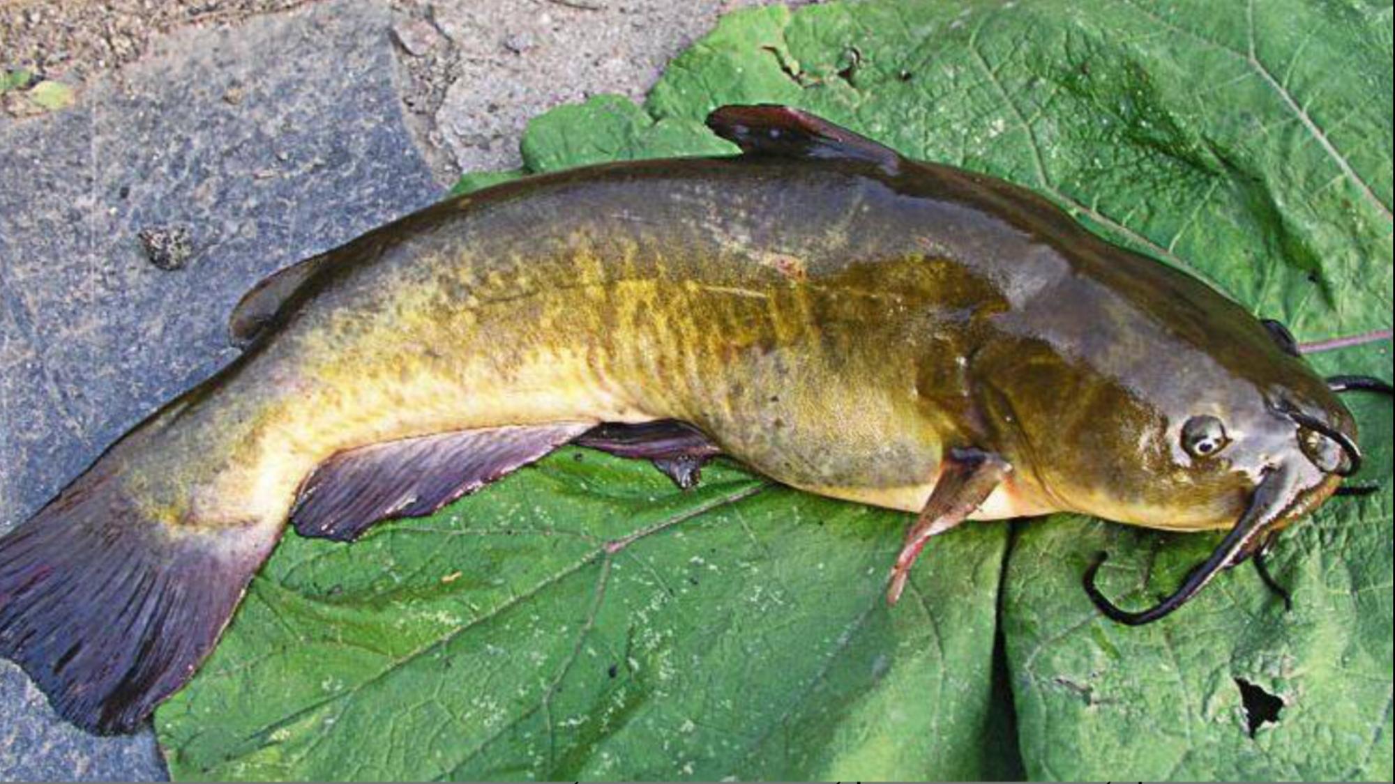 Какая самая пресноводная рыба в калининградской области. Американский канальный сомик. Канадский канальный сомик. Канадский Озерный сомик. Американский Озёрный сомик.